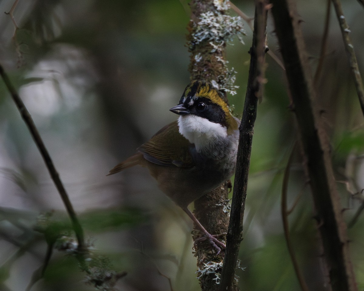 Green-striped Brushfinch - ML644994301