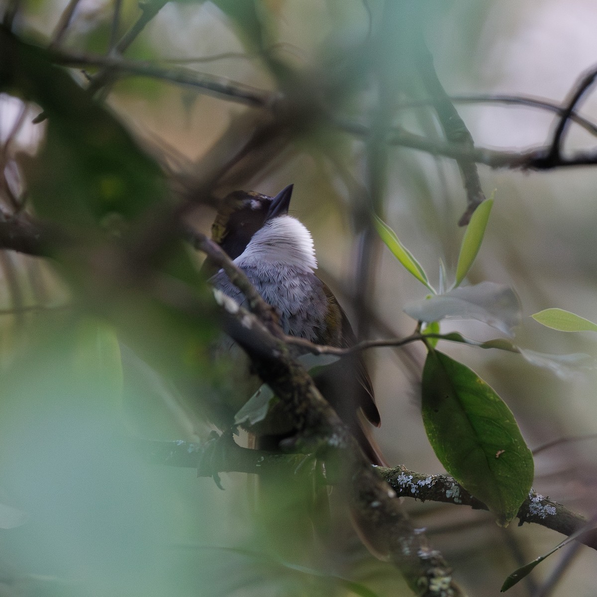 Green-striped Brushfinch - ML644994310