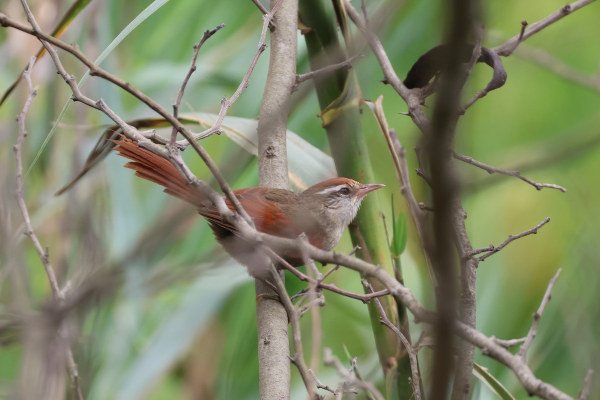 Line-cheeked Spinetail (Baron's) - ML644994319