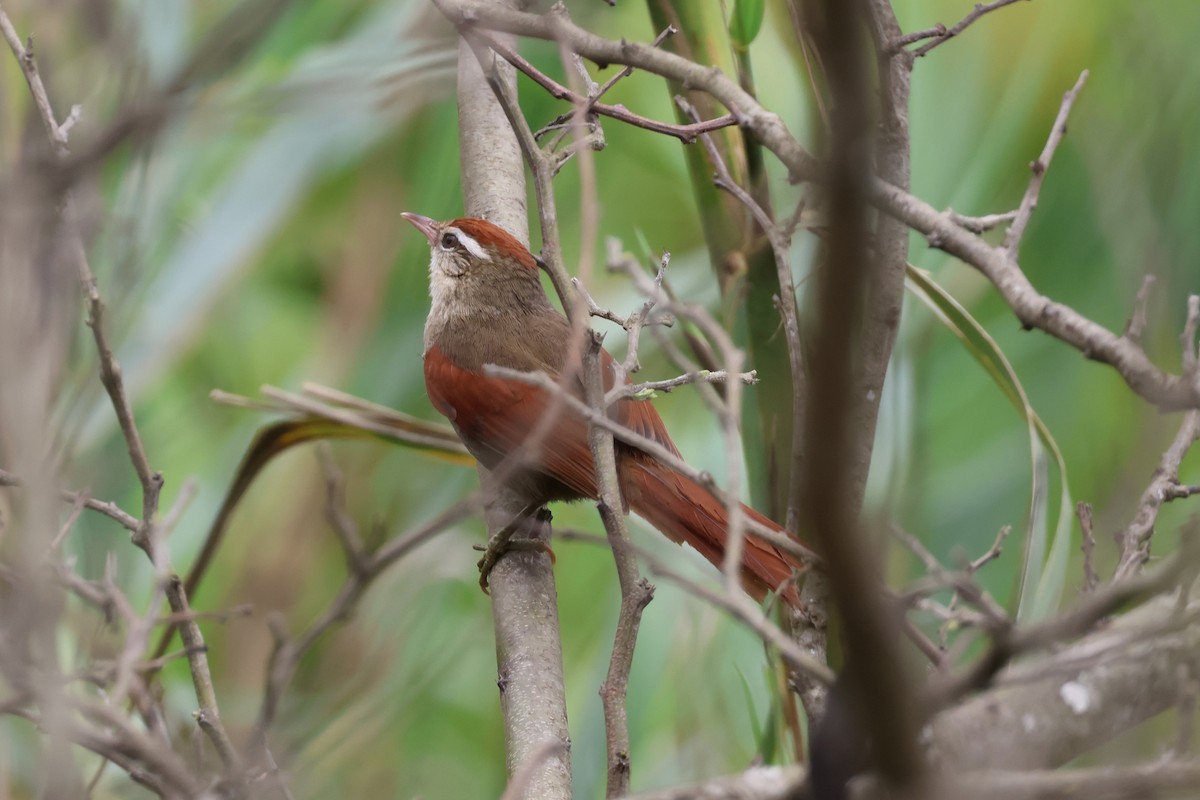 Line-cheeked Spinetail (Baron's) - ML644994320