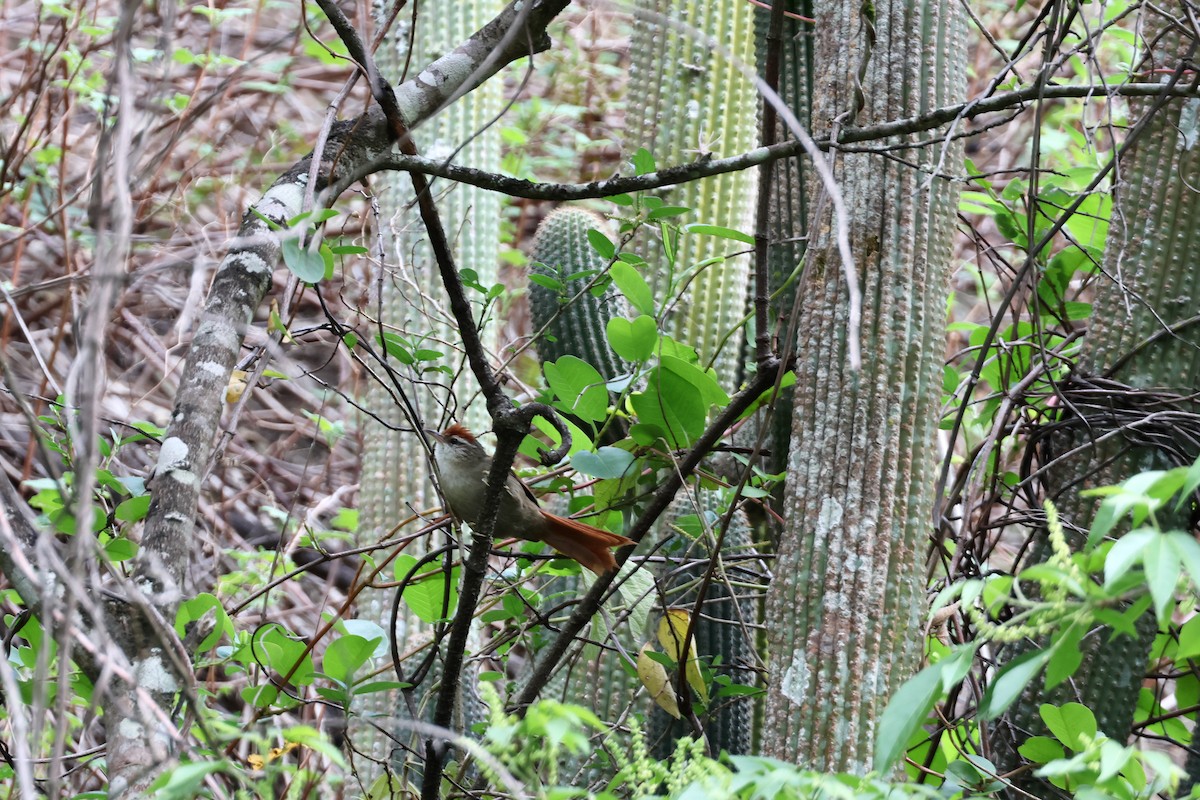 Line-cheeked Spinetail (Baron's) - ML644994321
