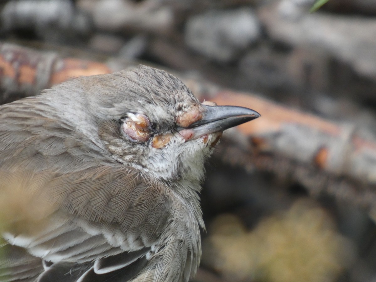 Bahama Mockingbird - ML644994324