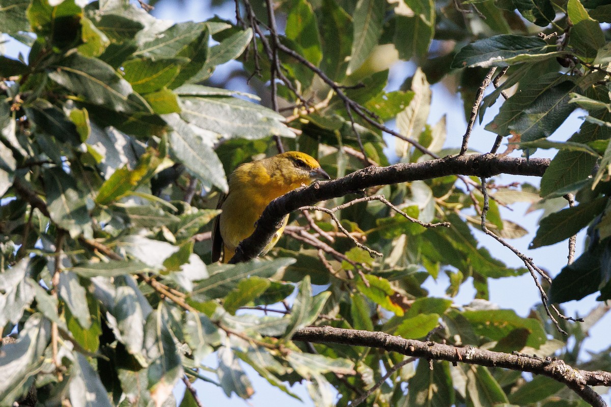 Hepatic Tanager - ML644994330