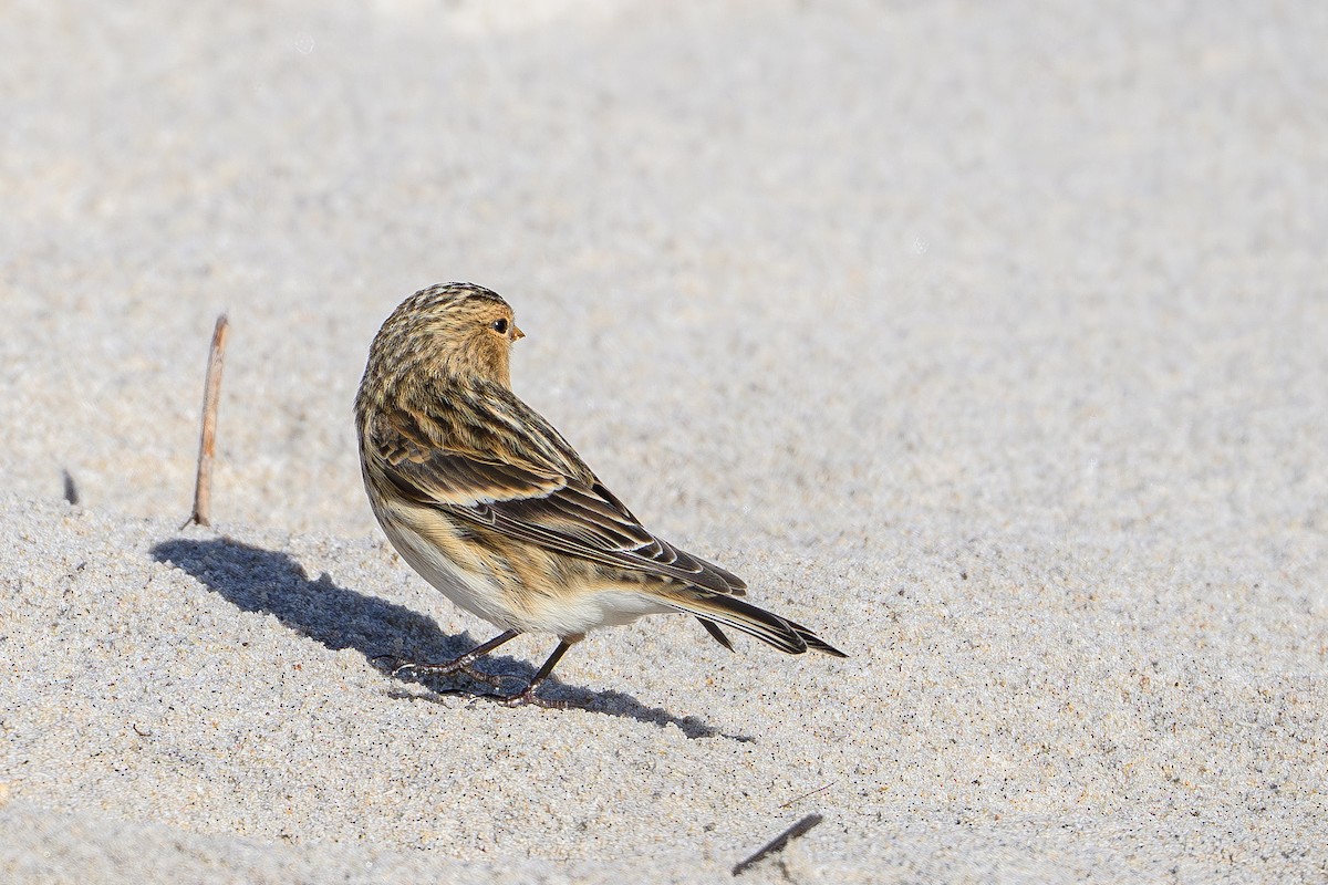 Бор цэгцүүхэй - ML644994378