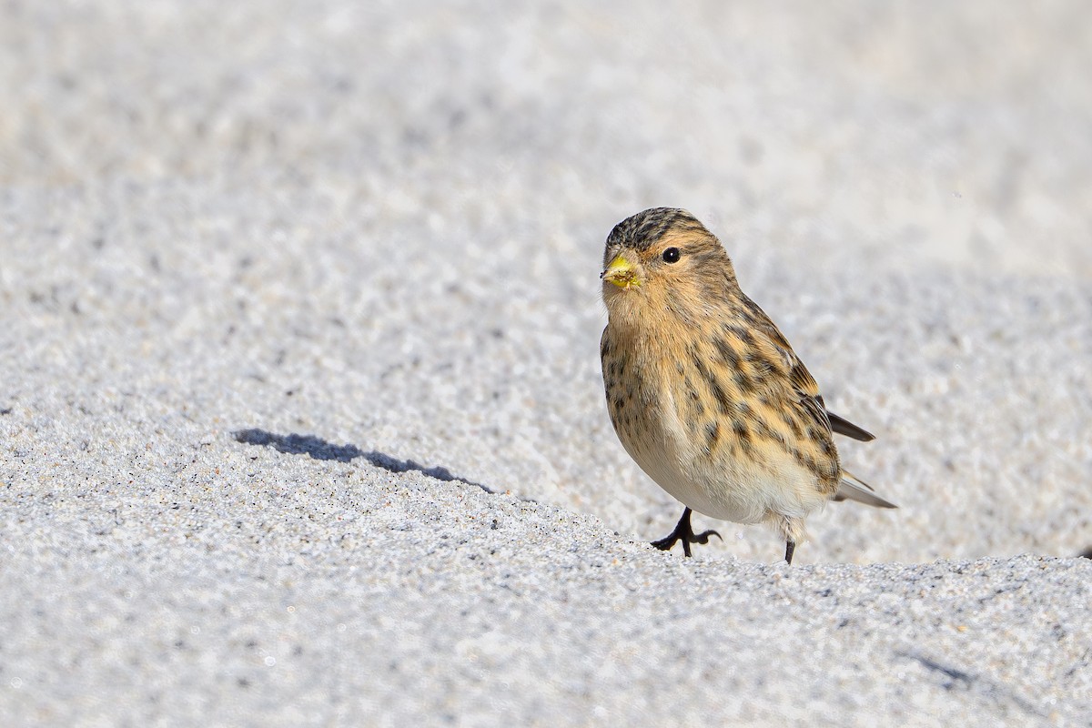 Бор цэгцүүхэй - ML644994379