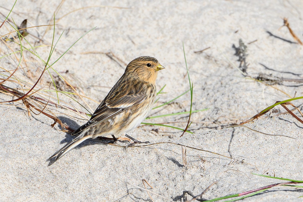 Бор цэгцүүхэй - ML644994380