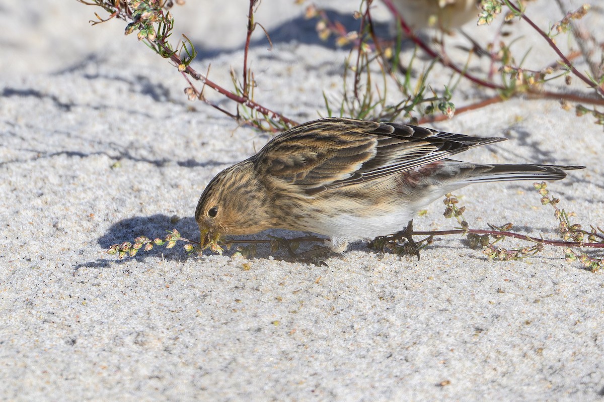 Бор цэгцүүхэй - ML644994381