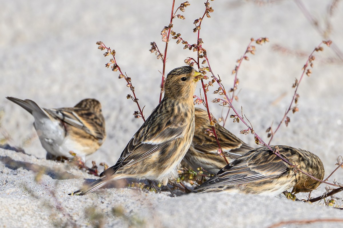 Бор цэгцүүхэй - ML644994382