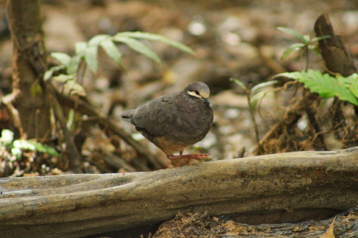 Olive-backed Quail-Dove - ML644994409
