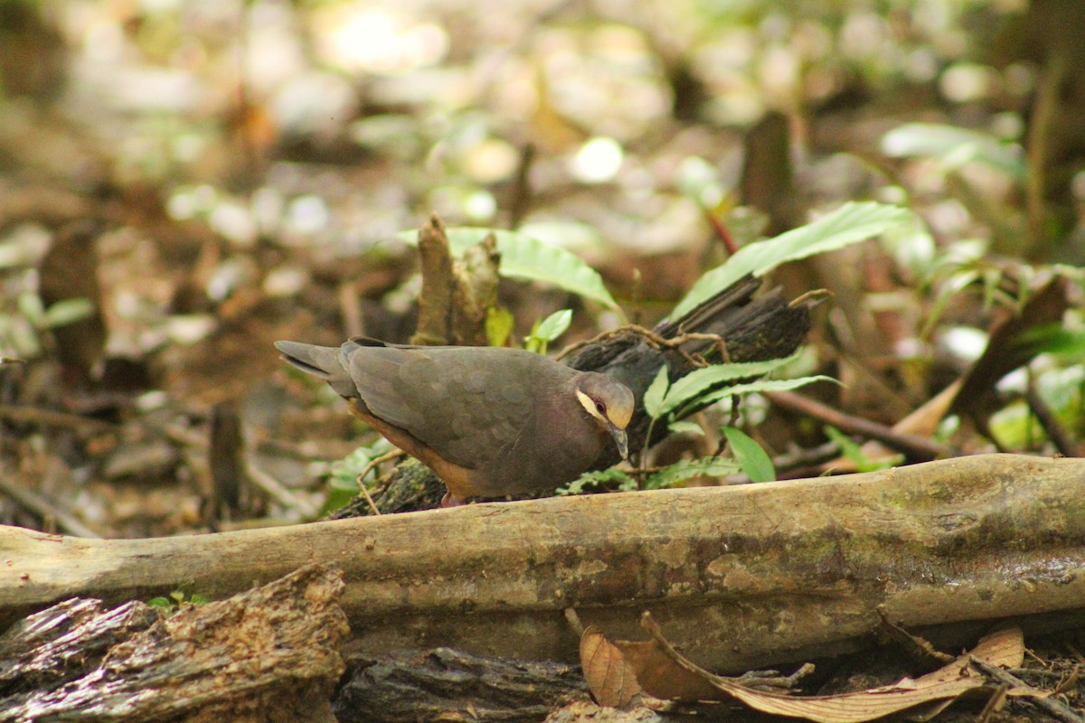 Olive-backed Quail-Dove - ML644994411