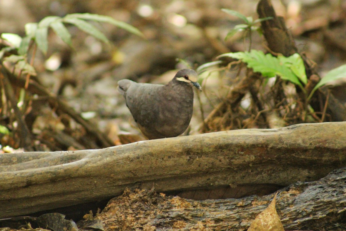 Olive-backed Quail-Dove - ML644994412