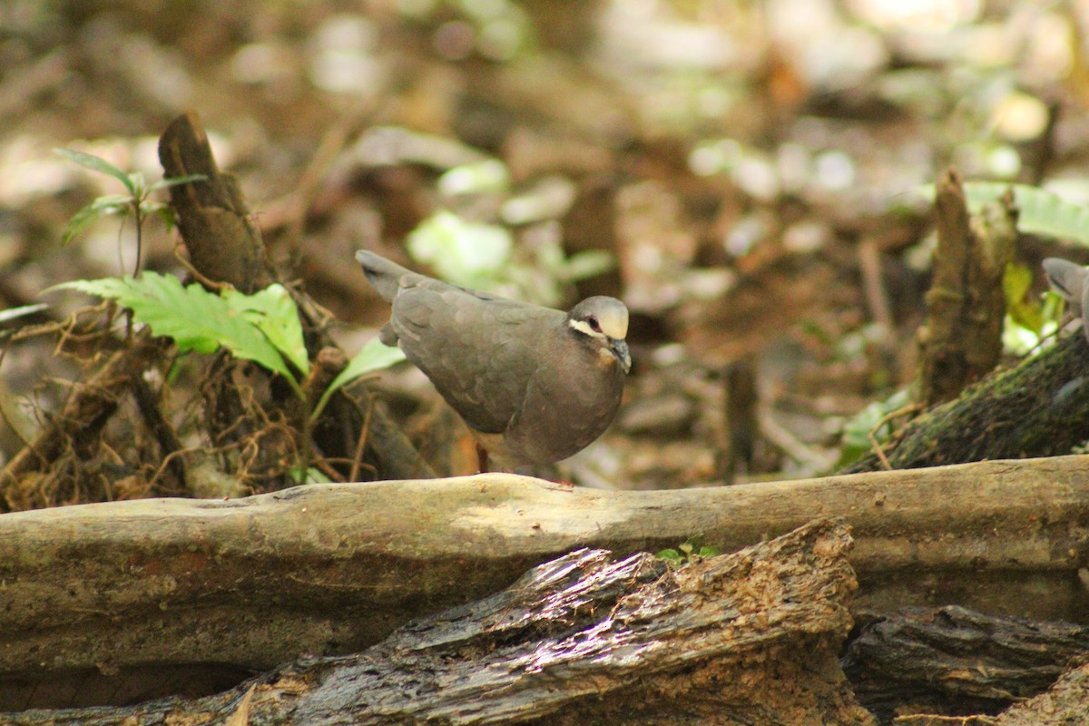 Olive-backed Quail-Dove - ML644994413