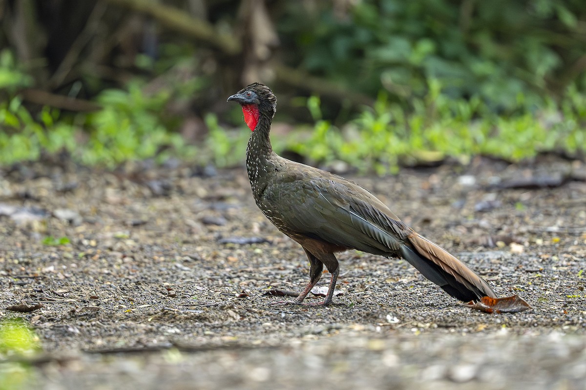 Crested Guan - ML644994441