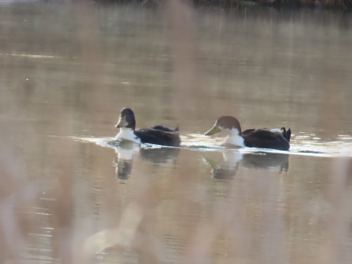 Muscovy Duck x Mallard (hybrid) - ML644994462