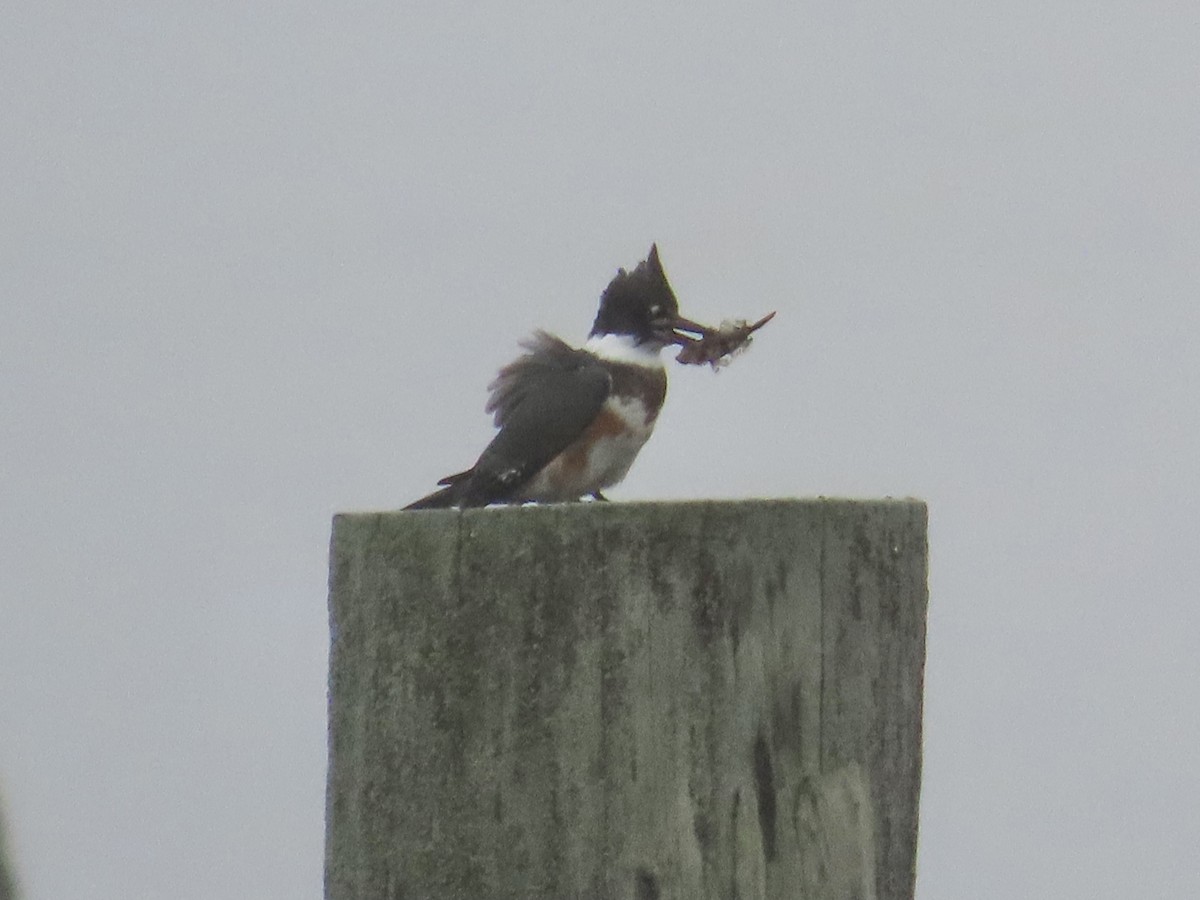 Martin handi iparramerikarra - ML644994472