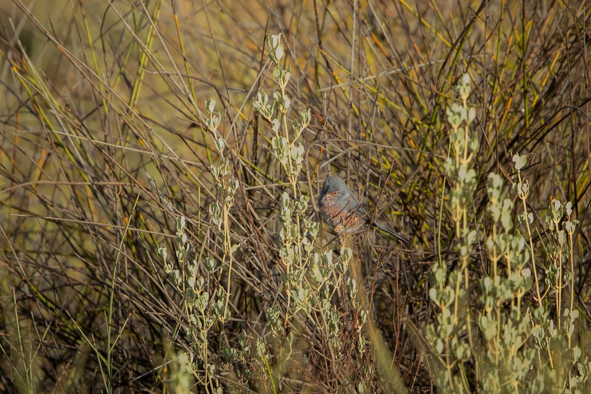 Etze-txinboa - ML644994479