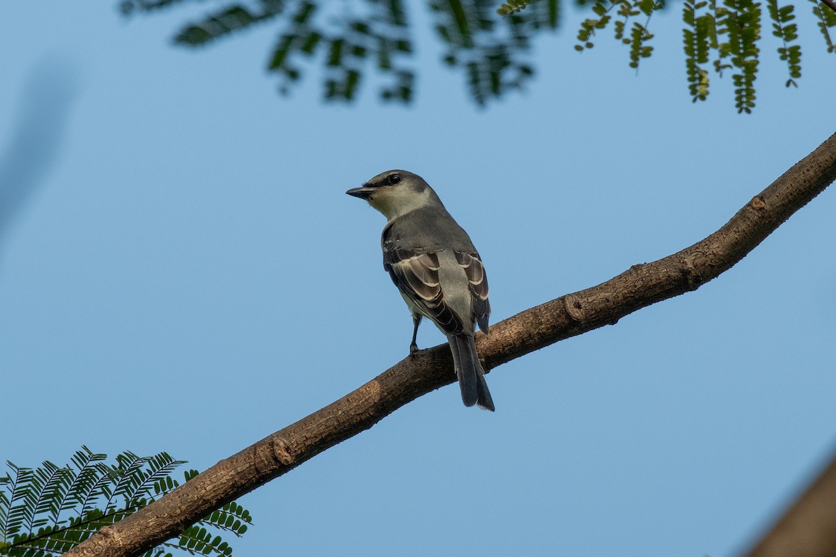 Ashy Minivet - ML644994483
