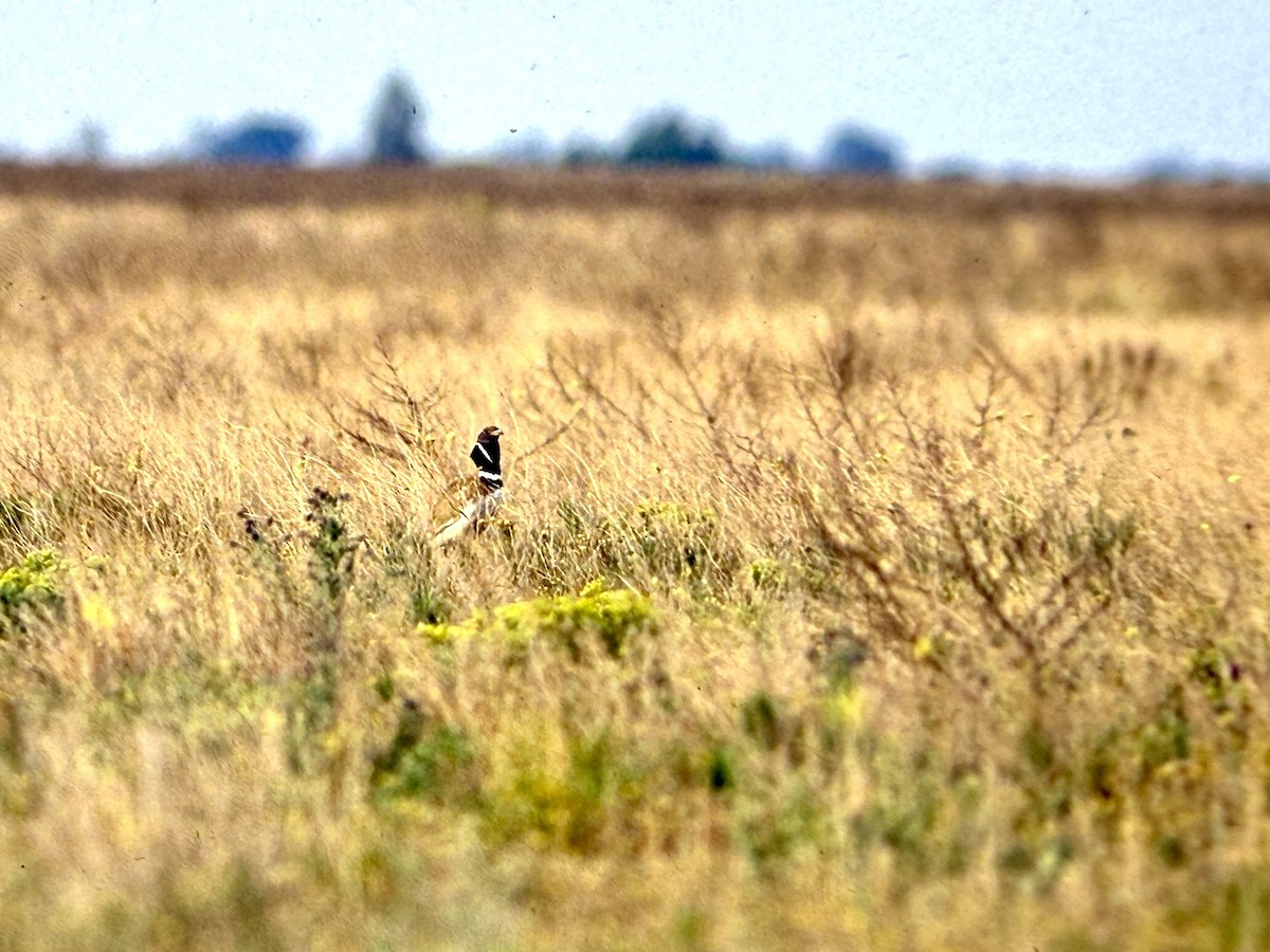 Little Bustard - ML644994486