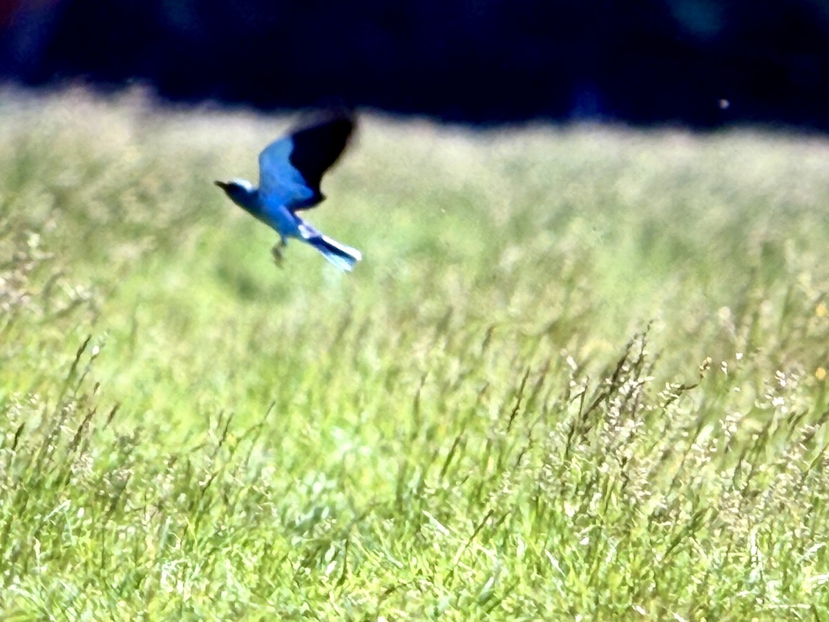 European Roller - ML644994489