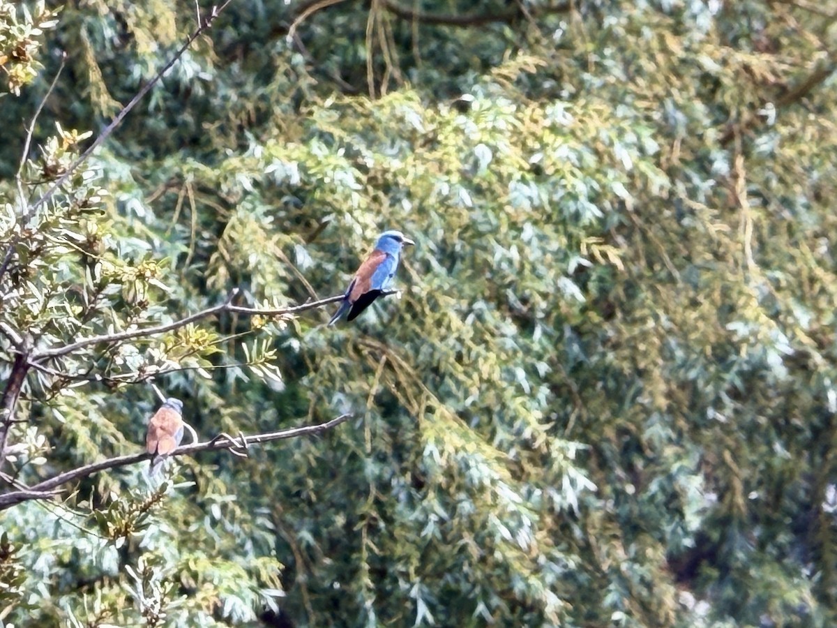 European Roller - ML644994490