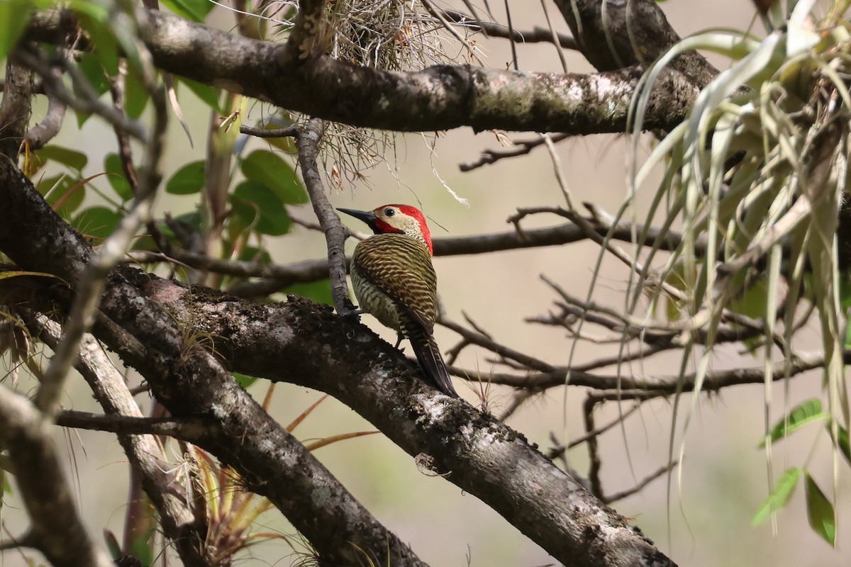 Black-necked Woodpecker - ML644994494