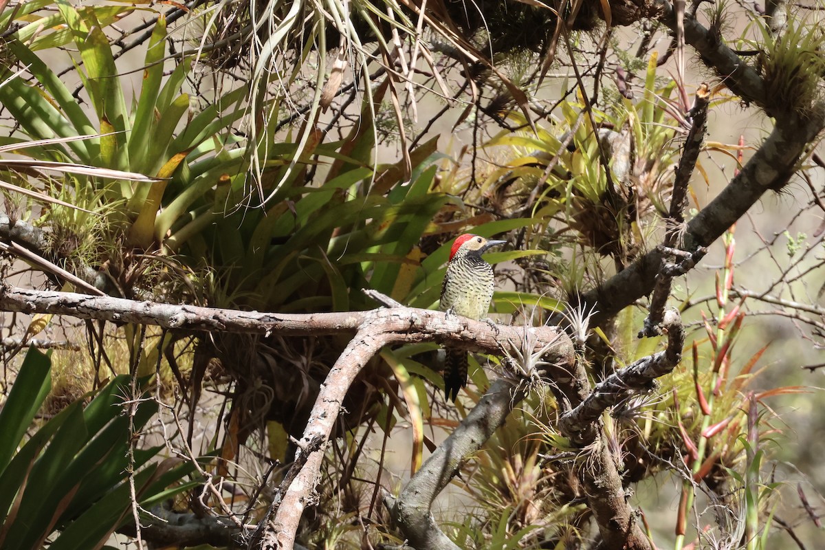 Black-necked Woodpecker - ML644994495