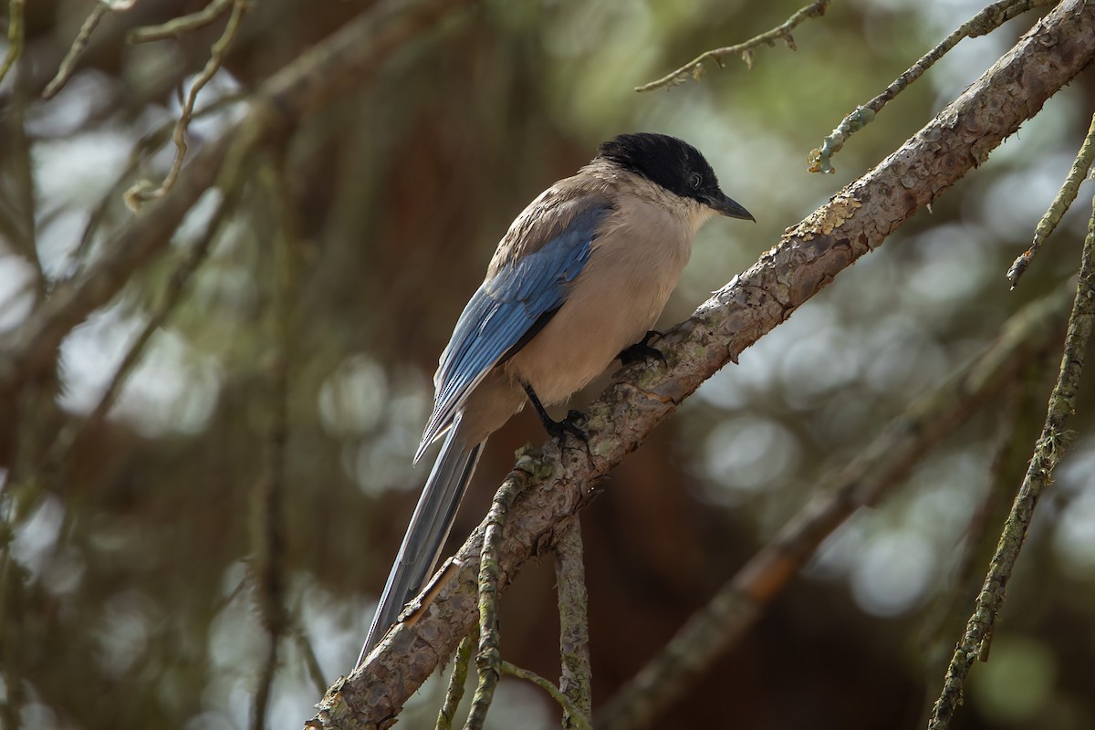 イベリアオナガ - ML644994537