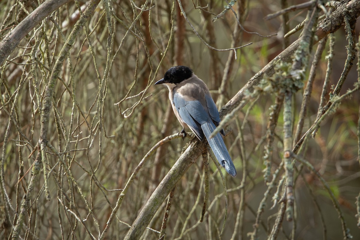 イベリアオナガ - ML644994538