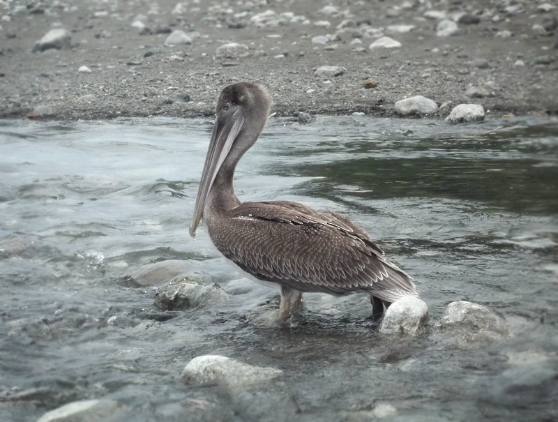 Brown Pelican - ML644994554