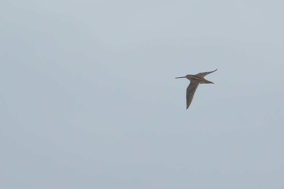 חרטומית ביצות - ML644994555