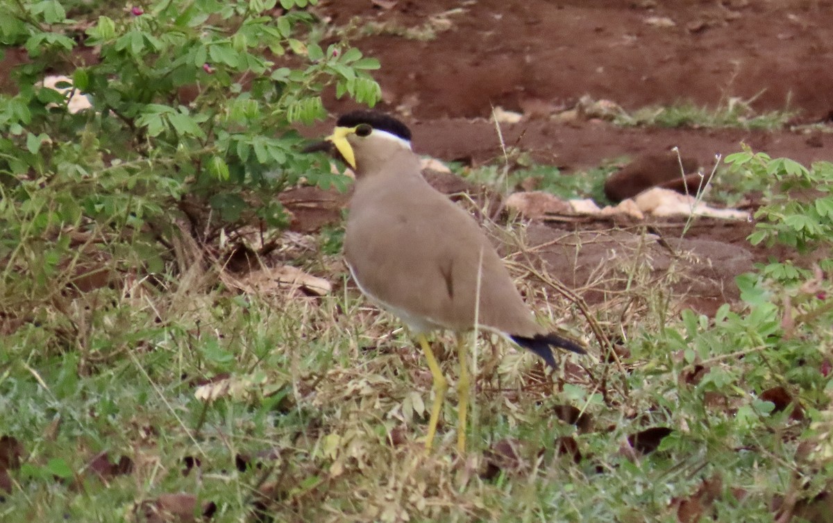 Yellow-wattled Lapwing - ML644994557
