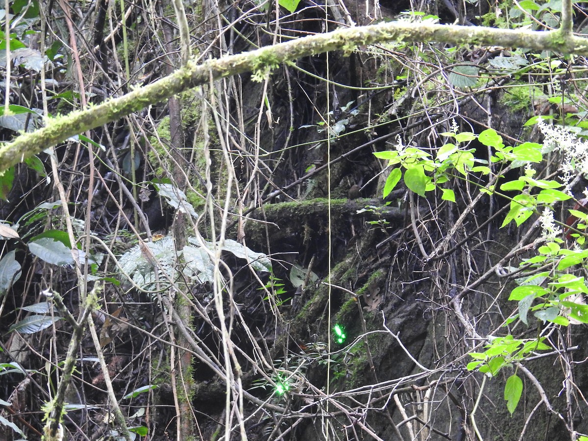 Silvery-fronted Tapaculo - ML644994559