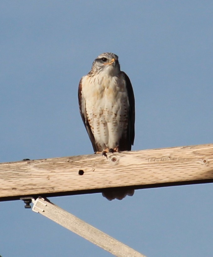 kongevåk - ML644994574