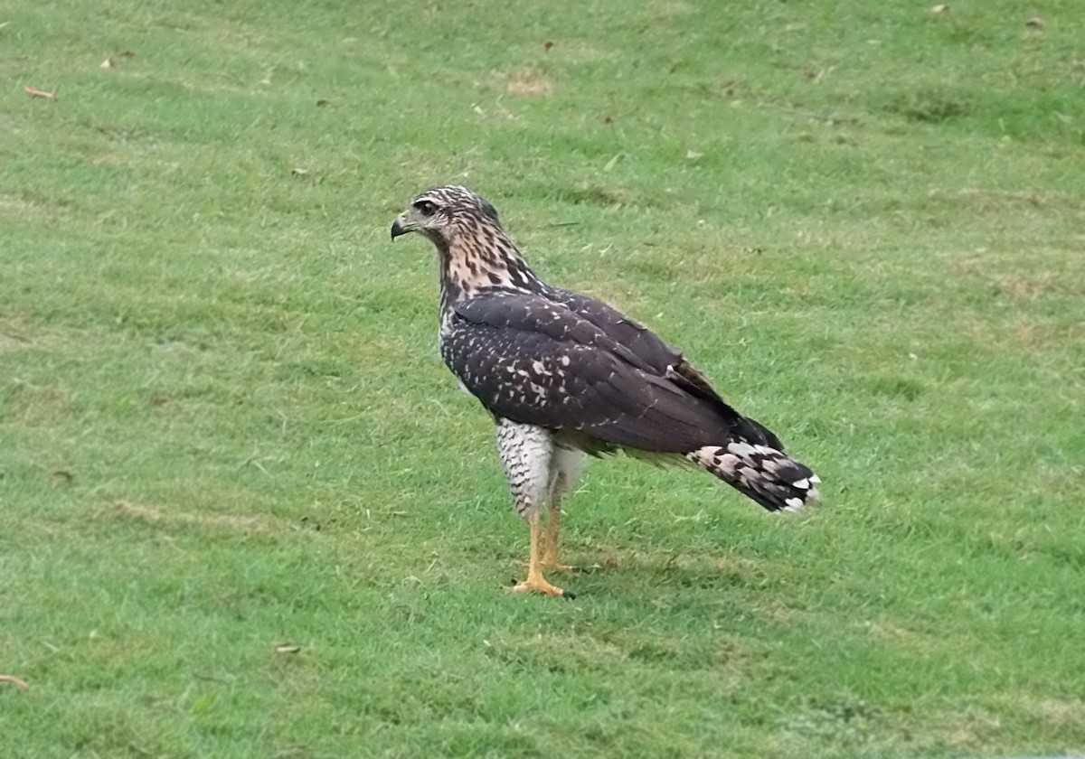 Great Black Hawk - ML644994576