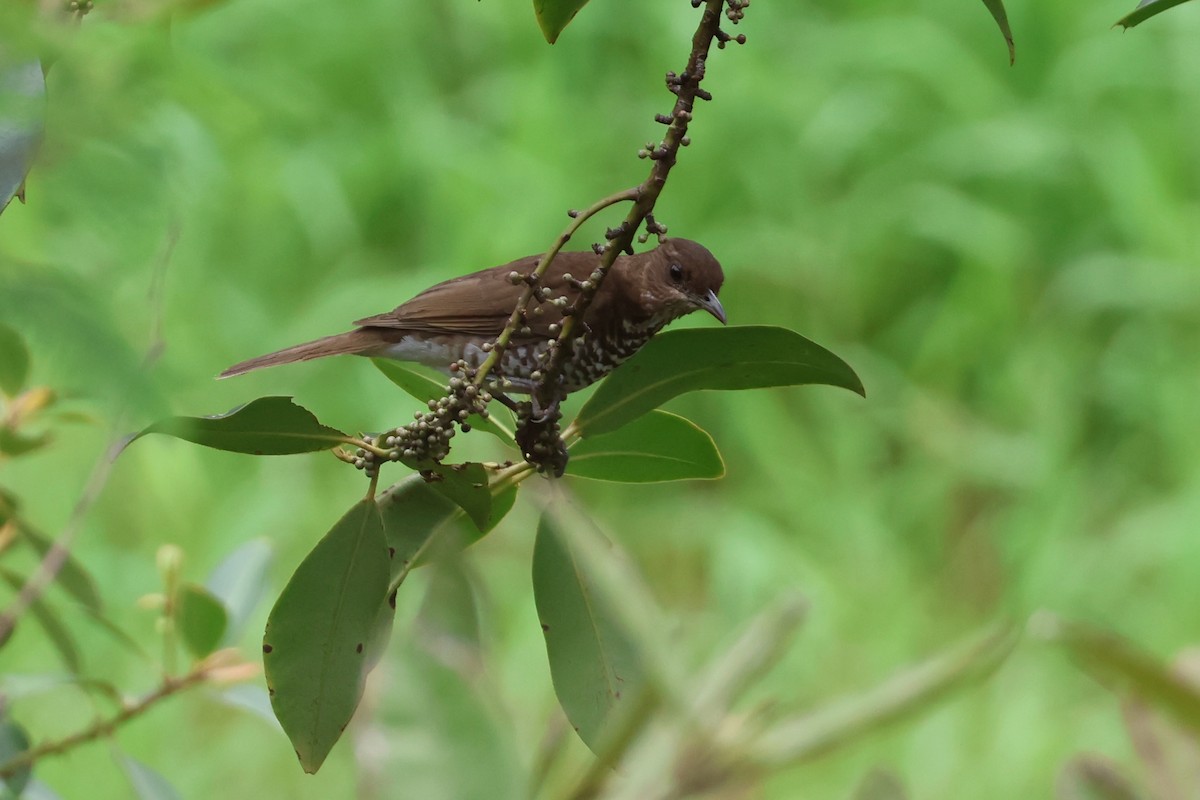 Marañon Thrush - ML644994578