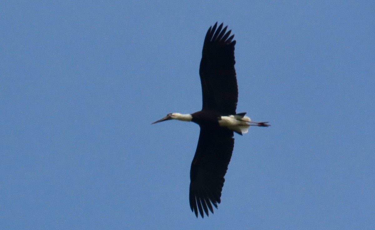 Asian Woolly-necked Stork - ML644994582