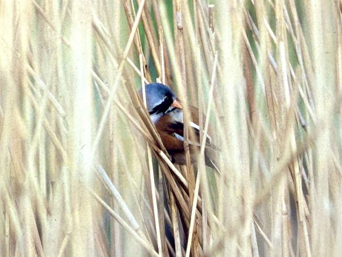 Bearded Reedling - ML644994588