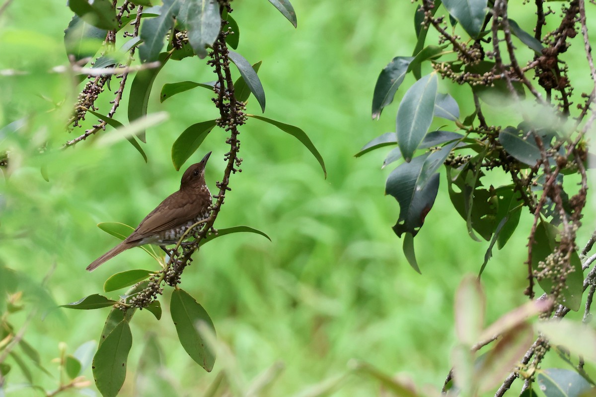 Marañon Thrush - ML644994607