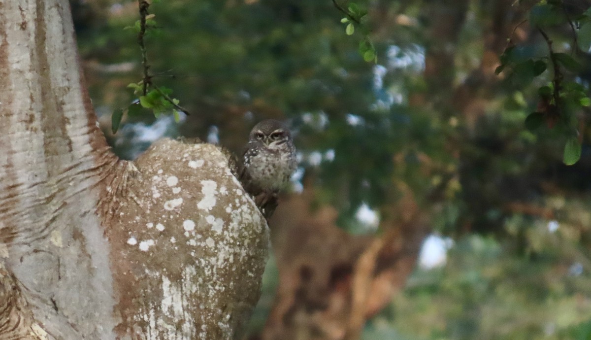 Spotted Owlet - ML644994608