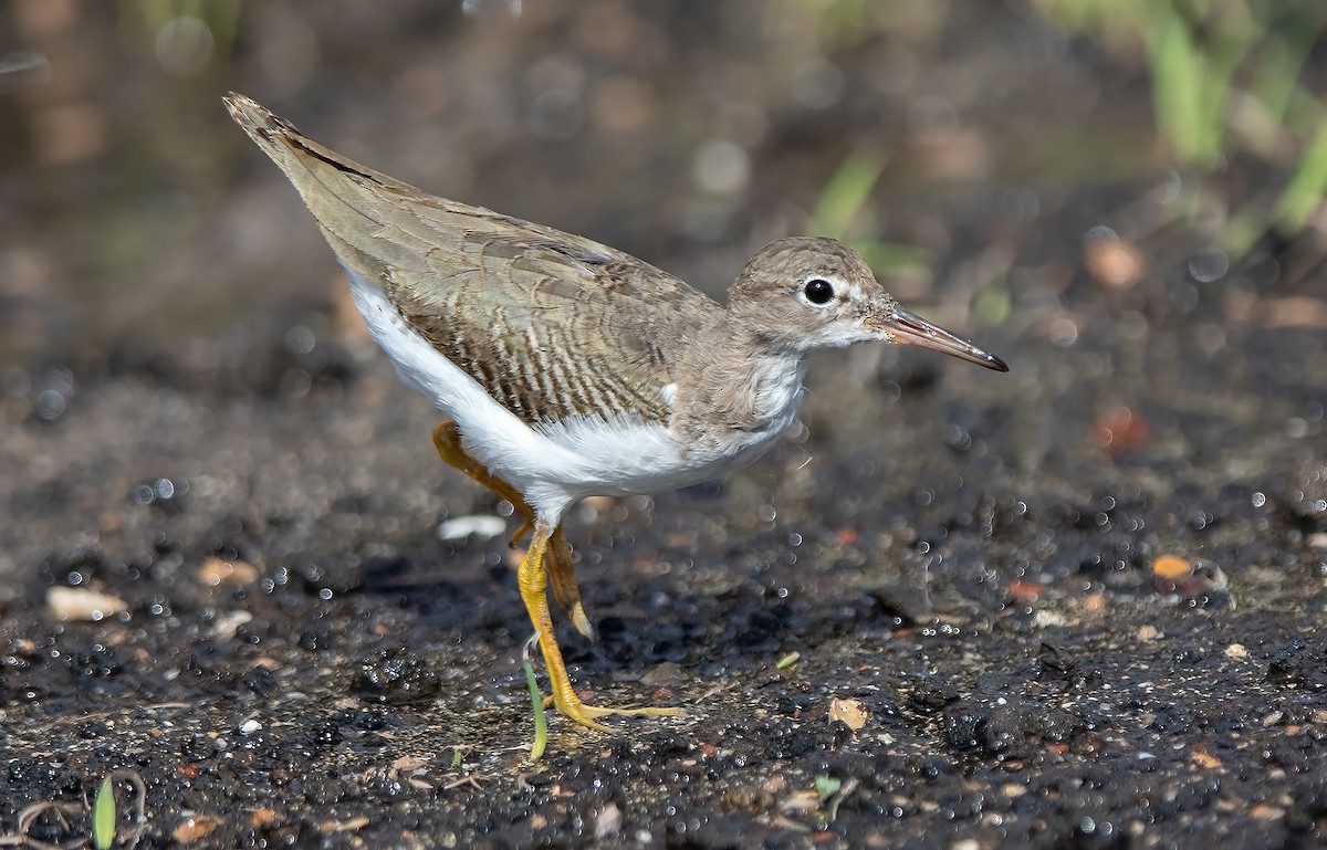 Spotted Sandpiper - ML644994639