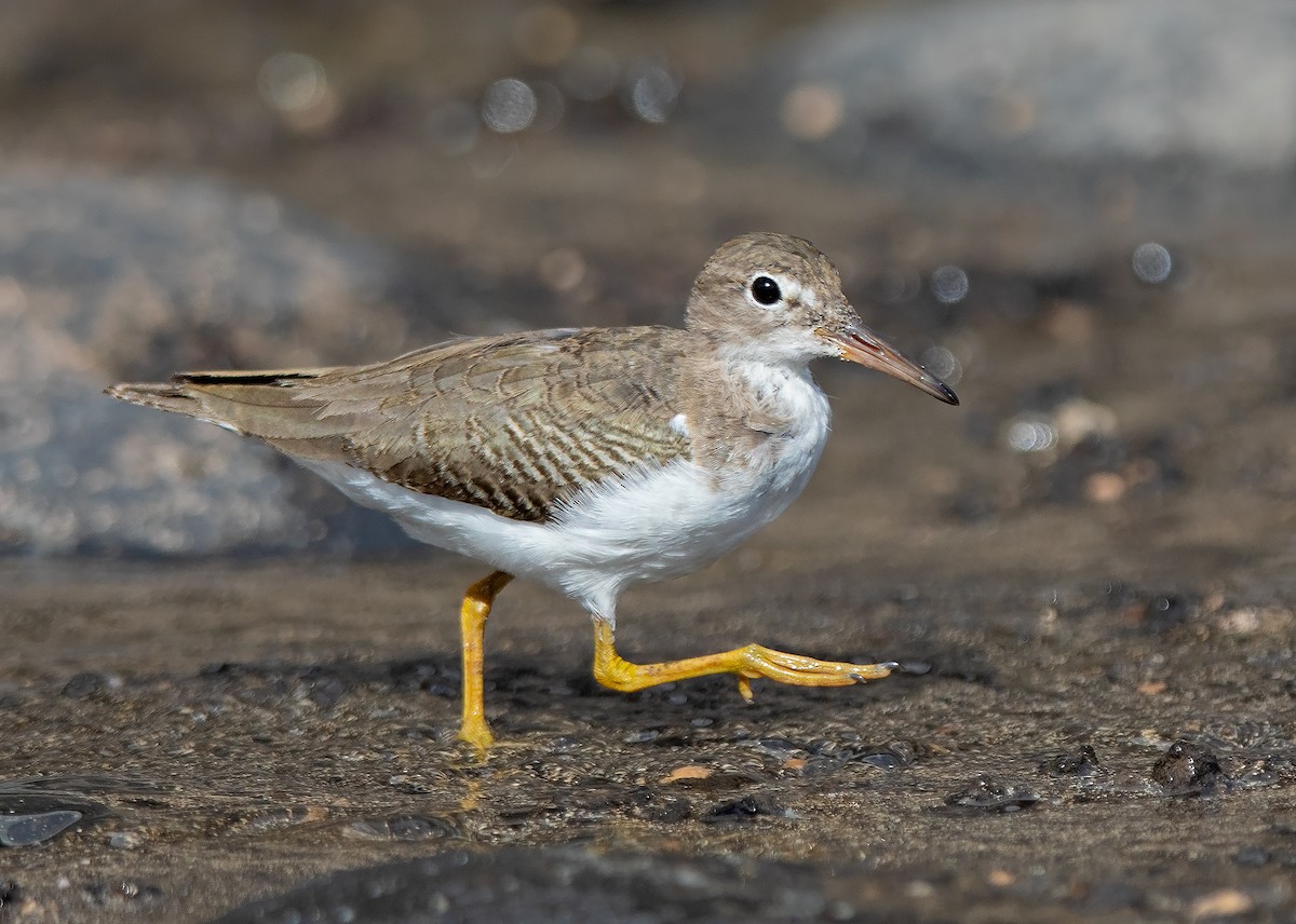 Spotted Sandpiper - ML644994640