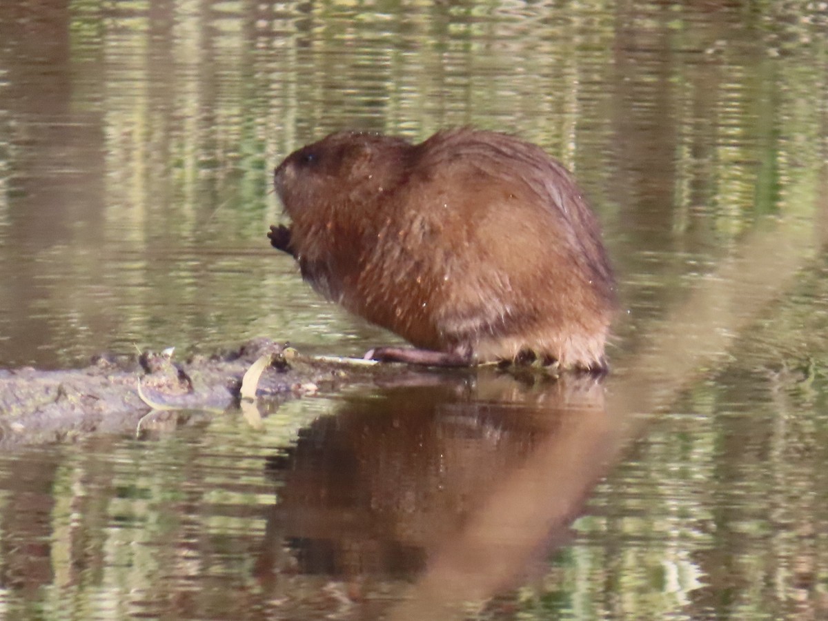 Animals - ML644994661