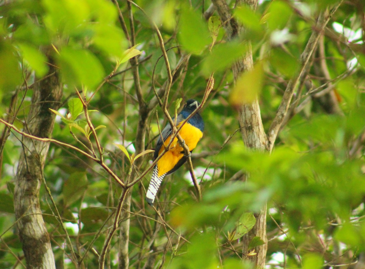 Mor Trogon - ML644994664