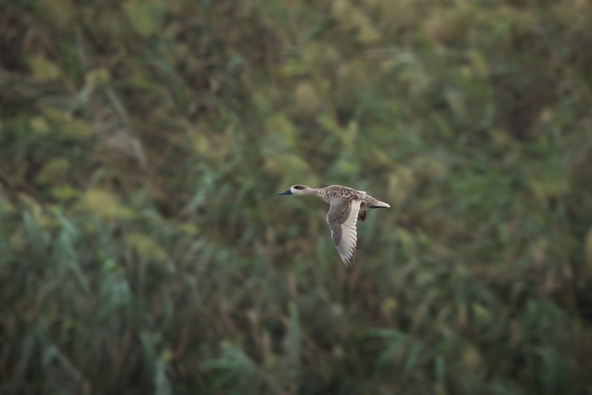 Marbled Duck - ML644994688