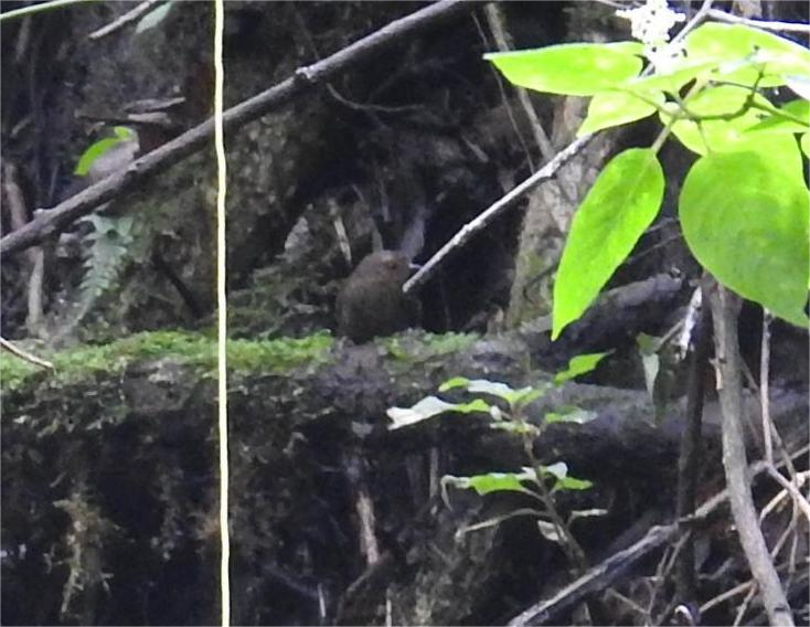 Silvery-fronted Tapaculo - ML644994704