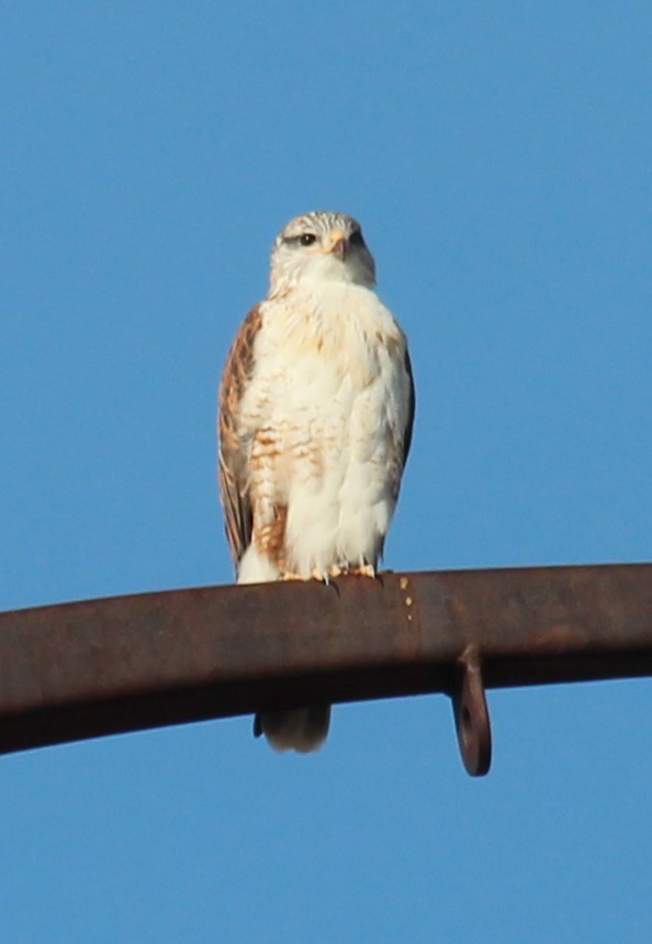 kongevåk - ML644994706