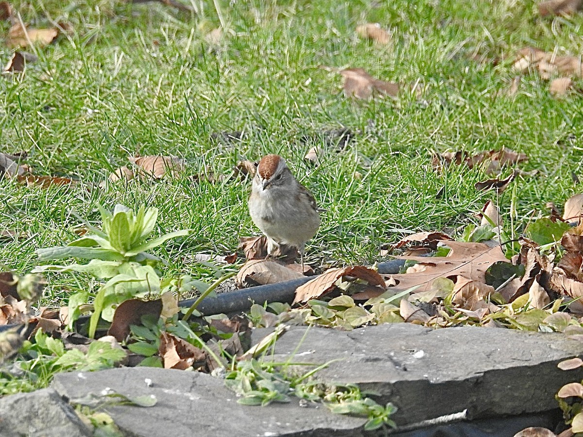 American Tree Sparrow - ML644994726