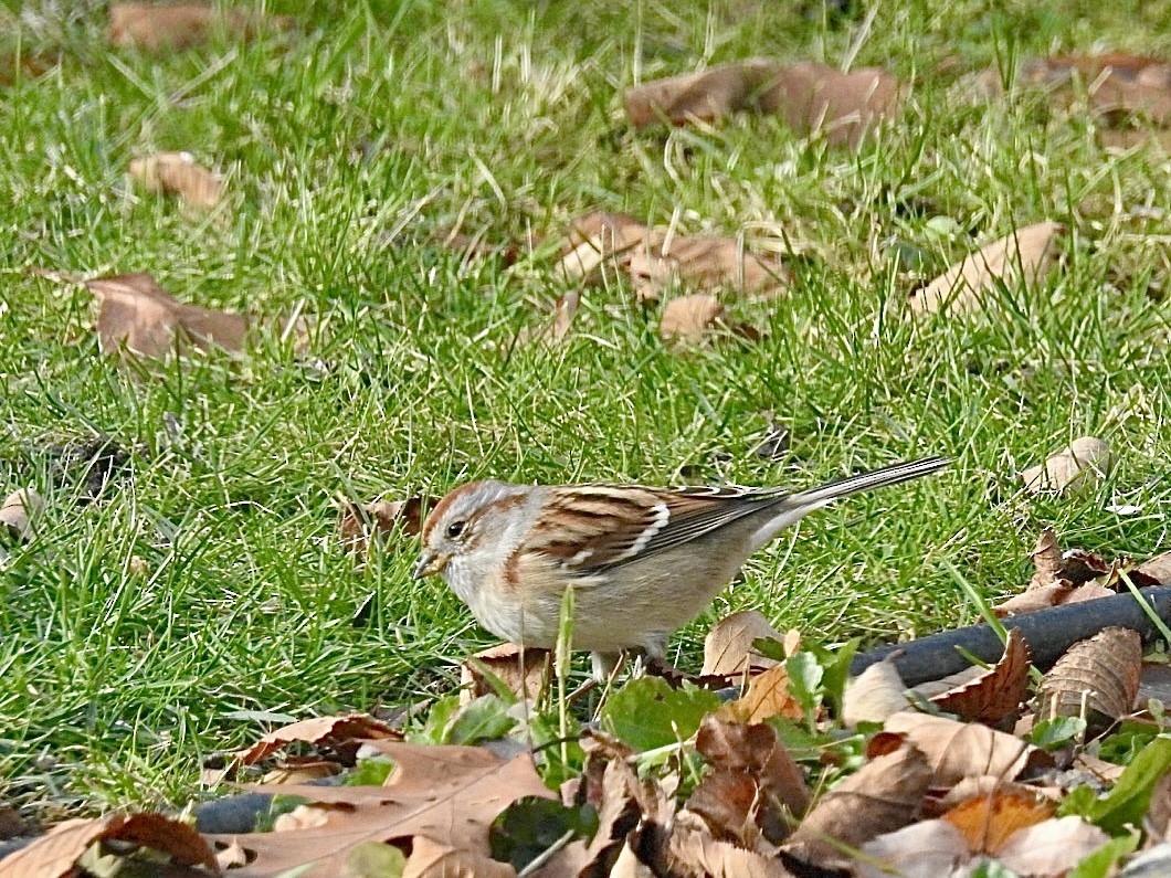 American Tree Sparrow - ML644994727