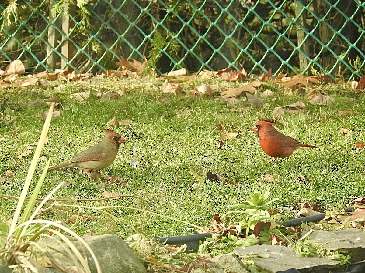 Northern Cardinal - ML644994747