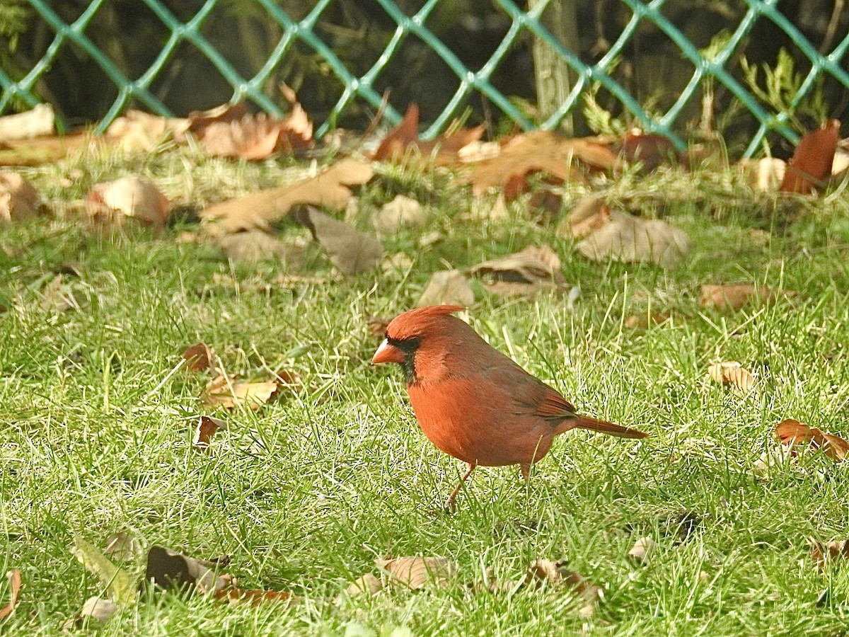Northern Cardinal - ML644994748